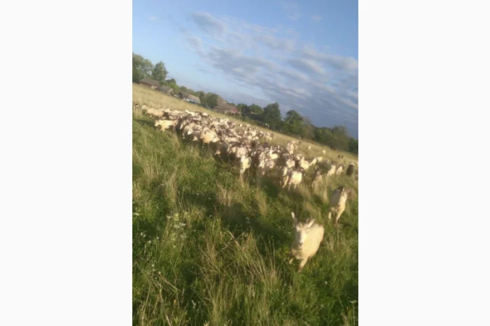 Продаються кози та козли з документами- фото № 1