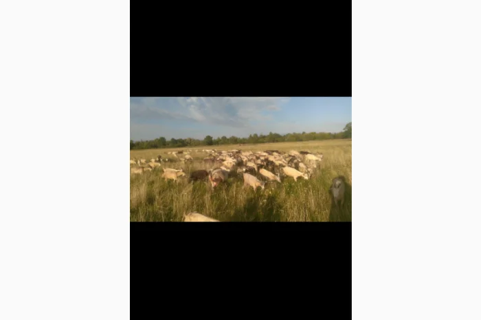 Продаються кози та козли з документами- фото № 2