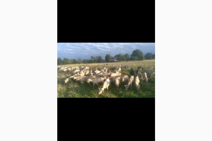 Продаються кози та козли з документами- фото № 3