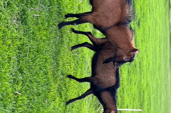 Продается племенной козлик от высокоудойной Альпийской породы- фото № 1