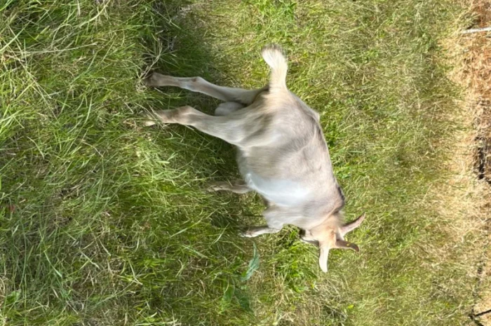 Продается племенной козлик от высокоудойной Альпийской породы- фото № 3