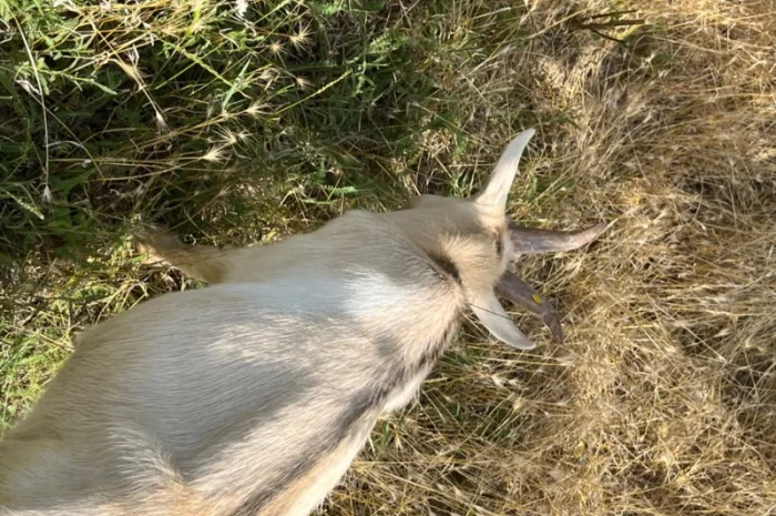 Продается племенной козлик от высокоудойной Альпийской породы- фото № 4