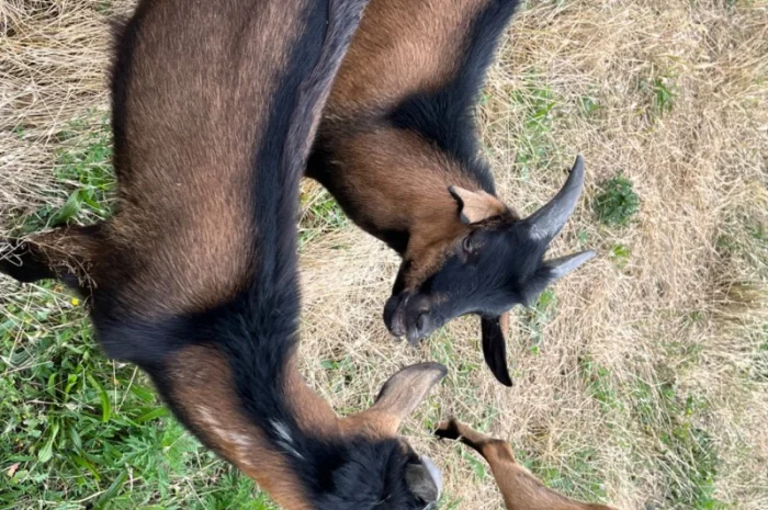 Продается чистокровный козлик Альпийской породы с отличными характеристиками- фото № 2