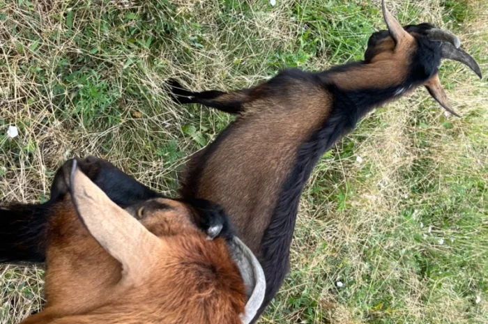 Продается чистокровный козлик Альпийской породы с отличными характеристиками- фото № 3