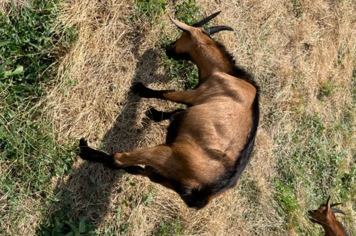 Продается чистокровный козлик Альпийской породы с отличными характеристиками- фото № 4