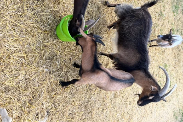 Продаются козочки Альпийской породы- фото № 4