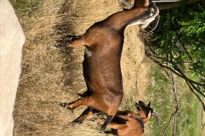 Продаются козочки Альпийской породы- фото № 5