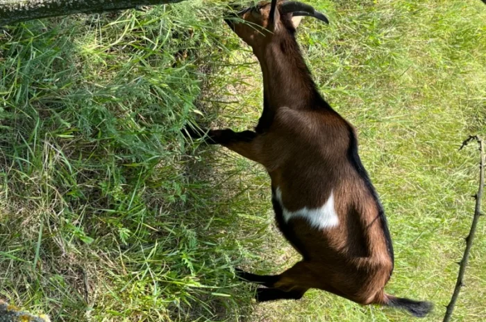 Продаются козочки Альпийской породы- фото № 6