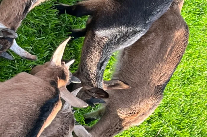 Продаются козочки Альпийской породы- фото № 1