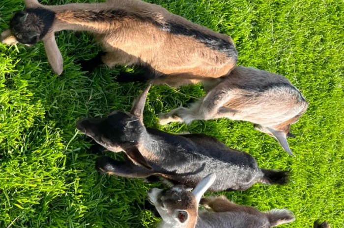 Продаются козочки Альпийской породы- фото № 2