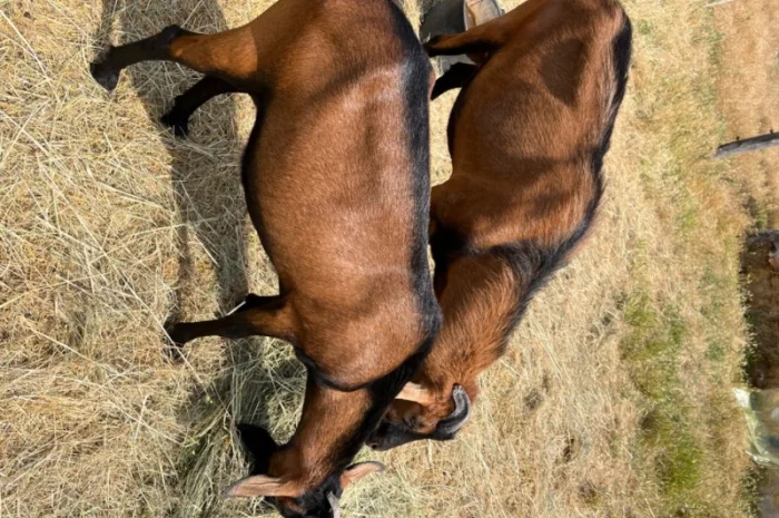 Продаются козочки Альпийской породы- фото № 3