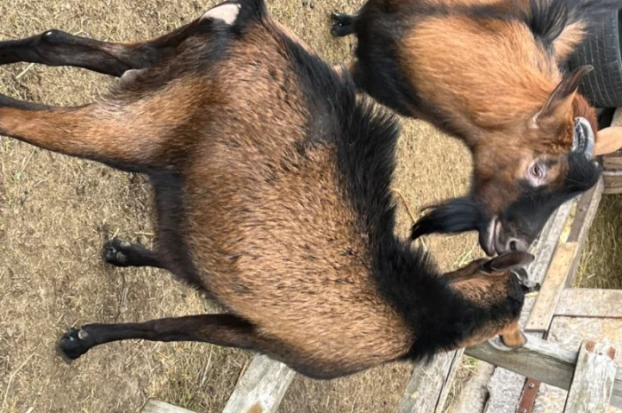 Продаются козлики Альпийской породы- фото № 1