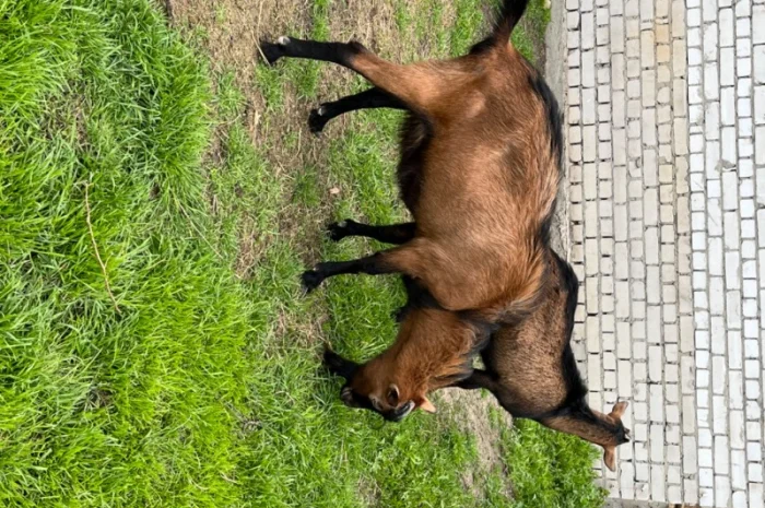 Продаются козлики Альпийской породы- фото № 3