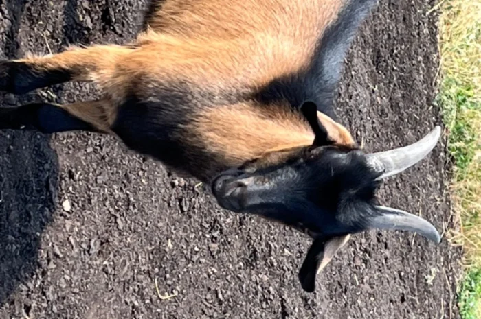 Продаются козлики Альпийской породы- фото № 4