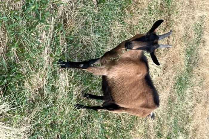 Продаются козлики Альпийской породы- фото № 5