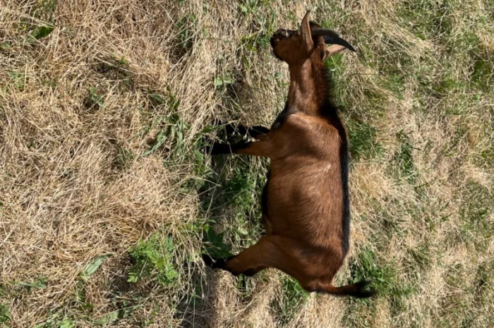 Продаются козлики Альпийской породы- фото № 6