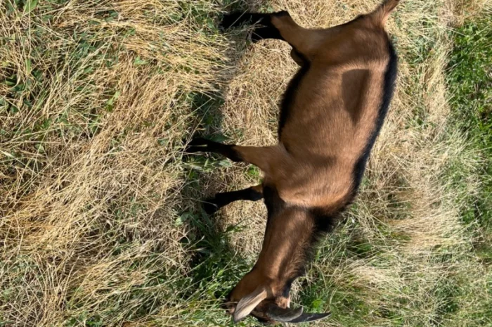 Продаются козлики Альпийской породы- фото № 7