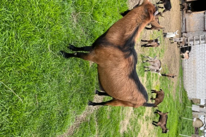 Продам на племя козла от 7-ми литровой козы Альпийской породы- фото № 1