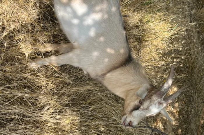 Продам на племя козла от 7-ми литровой козы Альпийской породы- фото № 2