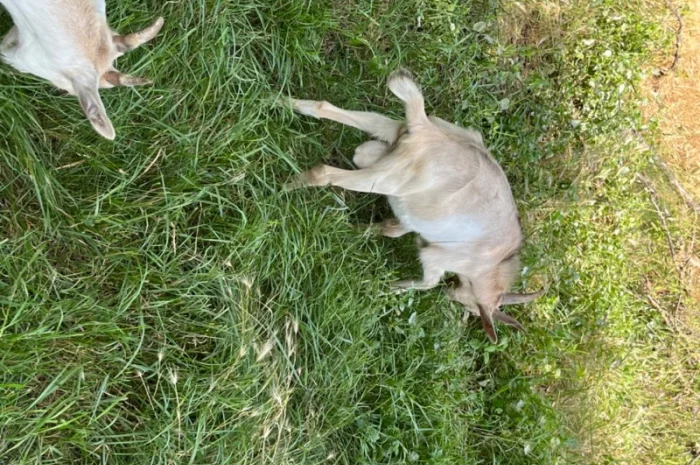 Продам на племя козла от 7-ми литровой козы Альпийской породы- фото № 3