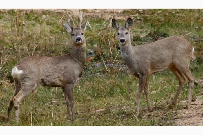 Куплю лосі косулі- фото № 1