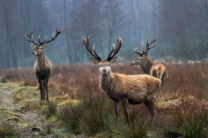 Куплю лосі косулі- фото № 2