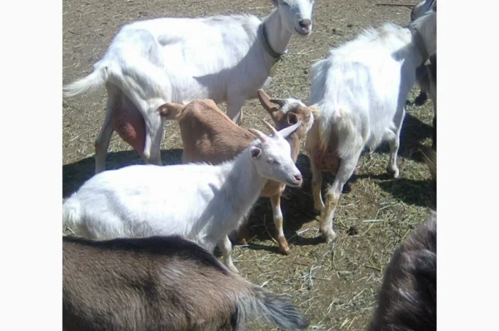 Продам коз и козлят- фото № 1