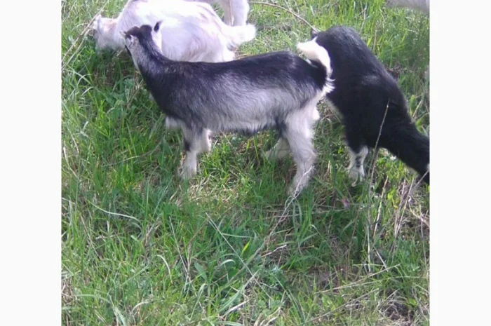 Продам коз и козлят- фото № 2