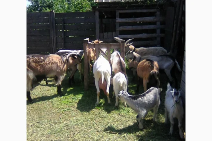 Продам коз и козлят- фото № 3