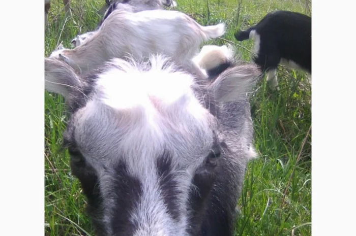 Розпродаж дійних кіз та козенят- фото № 2