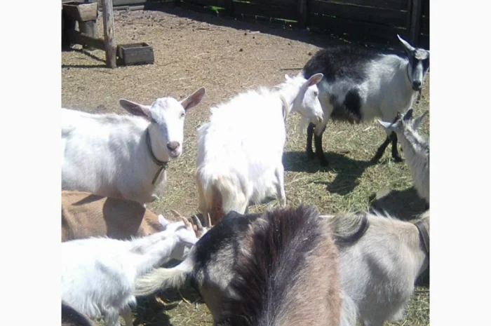Розпродаж дійних кіз та козенят- фото № 4