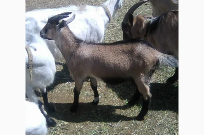 Розпродаж дійних кіз та козенят- фото № 5
