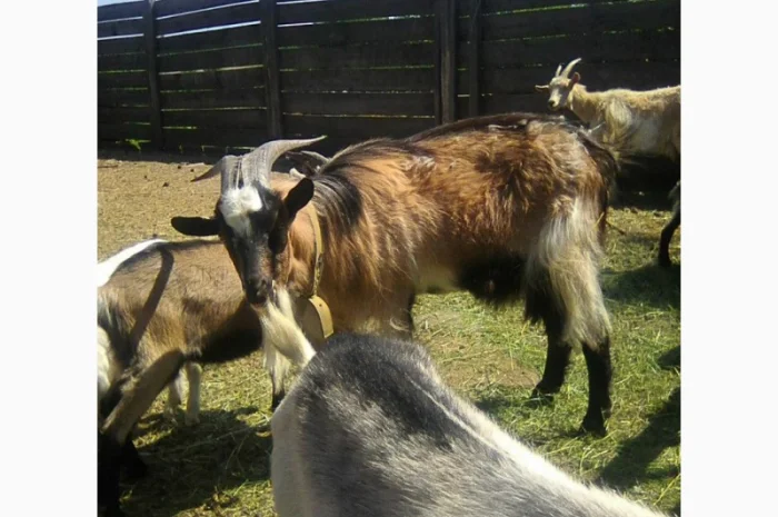Розпродаж дійних кіз та козенят- фото № 6