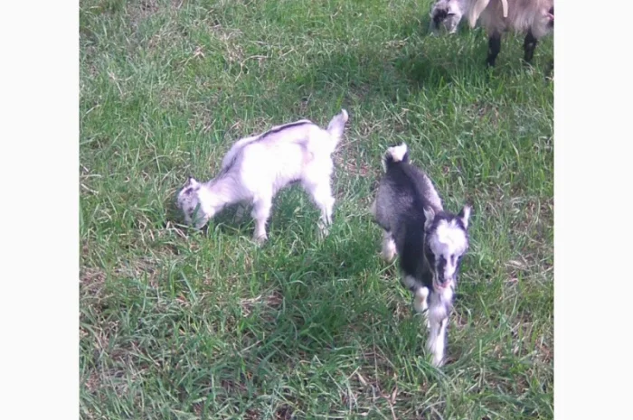 Розпродаж дійних кіз та козенят- фото № 7
