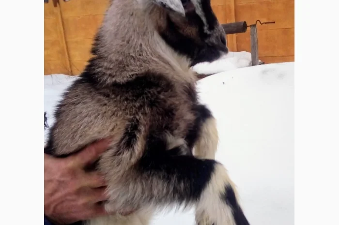 Продам процентного козлика англонубийской ломанчи- фото № 1