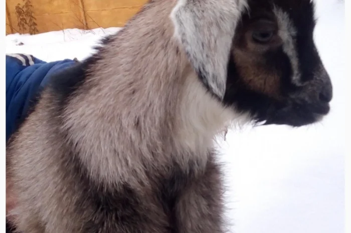 Продам процентного козлика англонубийской ломанчи- фото № 2