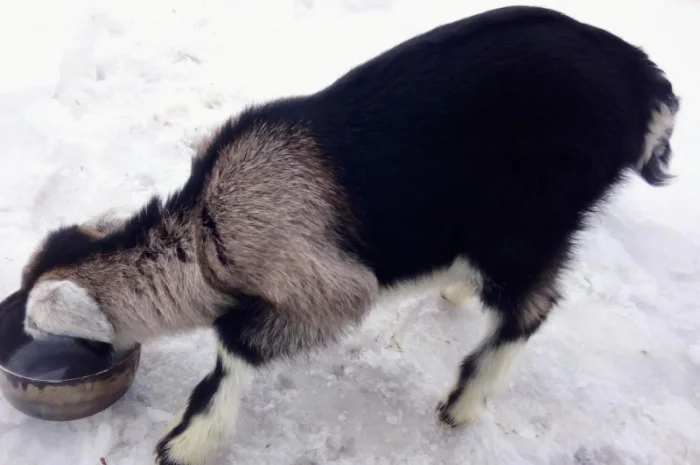 Продам процентного козлика англонубийской ломанчи- фото № 3