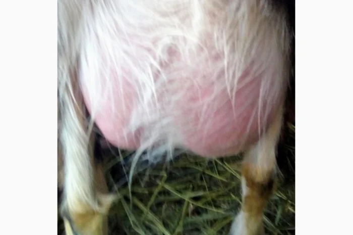 Продам процентного козлика англонубийской ломанчи- фото № 5