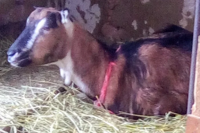 Продам козочку англонубийской ломанчи- фото № 4