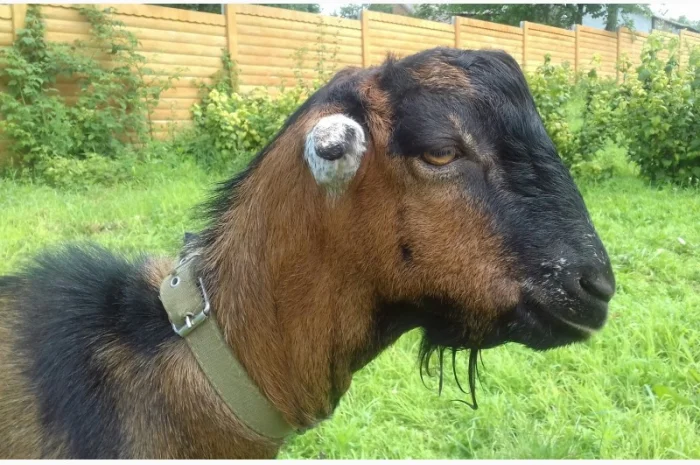 Продам козочку англонубийской ломанчи- фото № 6