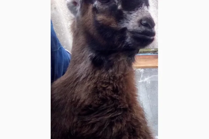 Продам козочку англонубийской ломанчи- фото № 1