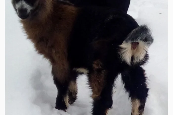 Продам козочку англонубийской ломанчи- фото № 2