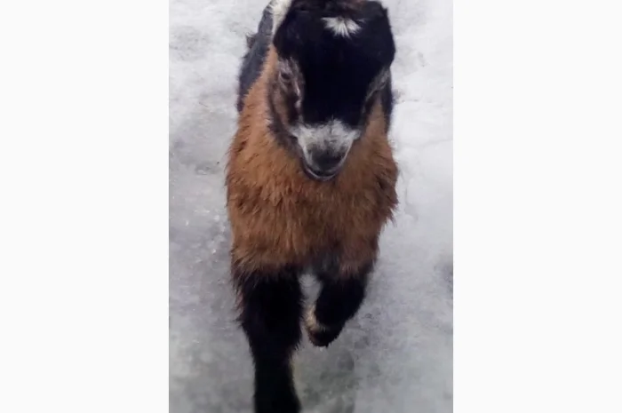 Продам козочку англонубийской ломанчи- фото № 3