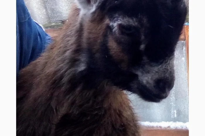 Продам козочку англонубийской ломанчи- фото № 7