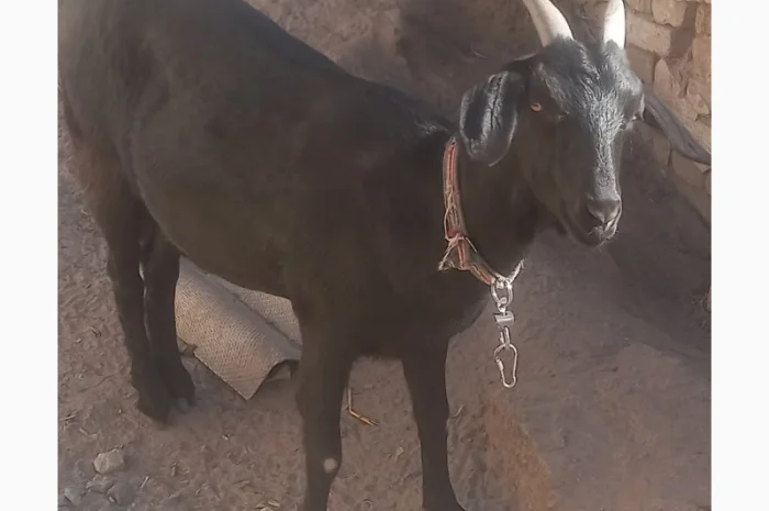 Продам козоньку 75% АН, 25% альпийка- фото № 1