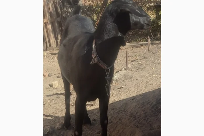 Продам козоньку 75% АН, 25% альпийка- фото № 2