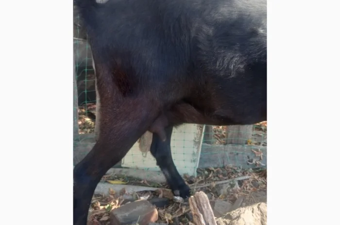 Продам козоньку 75% АН, 25% альпийка- фото № 3