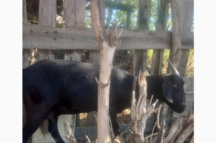 Продам козоньку 75% АН, 25% альпийка- фото № 4