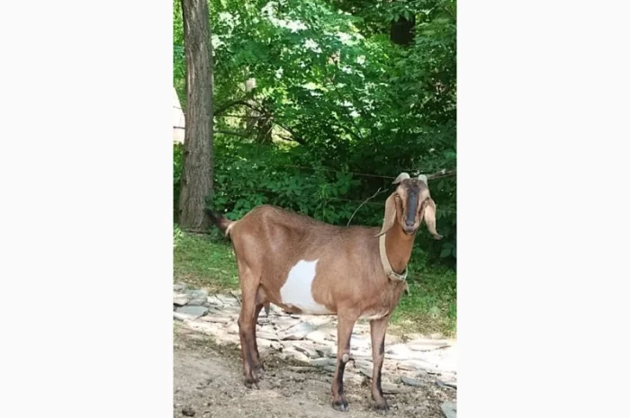 Продам дійних кіз Англо-нубійської породи- фото № 1