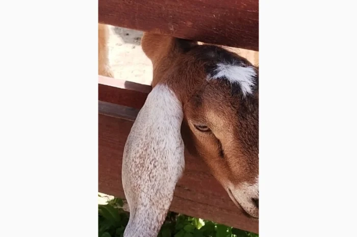 Продам дійних кіз Англо-нубійської породи- фото № 3